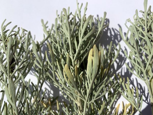 Artemisia arborescens