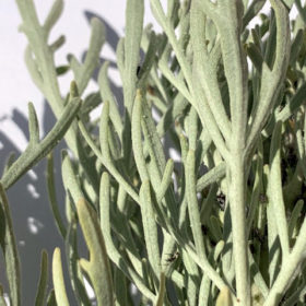 Artemisia arborescens accelerates and regulates menstrual activity and relieves pain