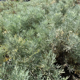 Artemisia arborescens removes worms and parasites
