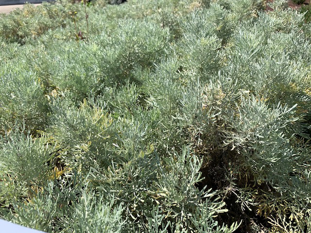 Artemisia arborescens removes worms and parasites