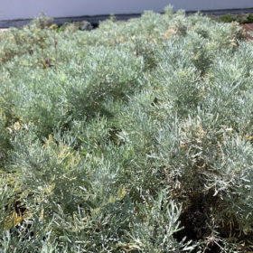 Artemisia arborescens improves and regulates appetite