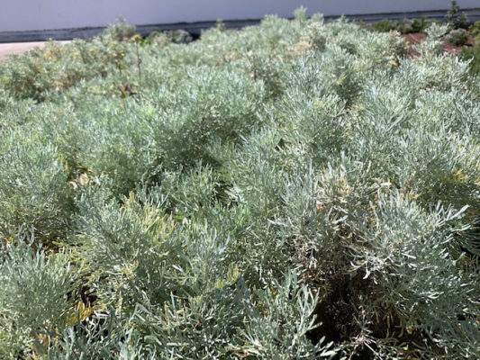 Artemisia arborescens improves and regulates appetite