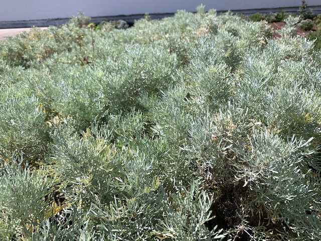 Artemisia arborescens improves and regulates appetite