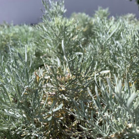 Artemisia arborescens