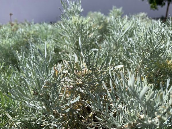 Artemisia arborescens