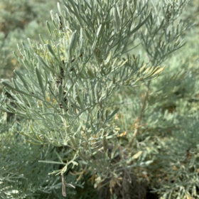 Artemisia arborescens