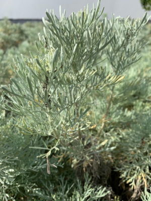 Artemisia arborescens