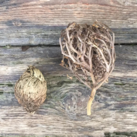 On the left the fake Rose and on the right the real Rose of Jericho